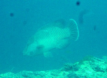 e0096370_1717628.jpg