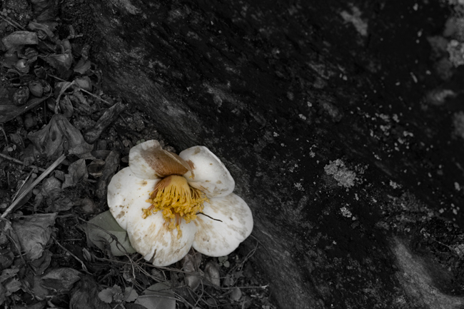 c0168986_1765310.jpg