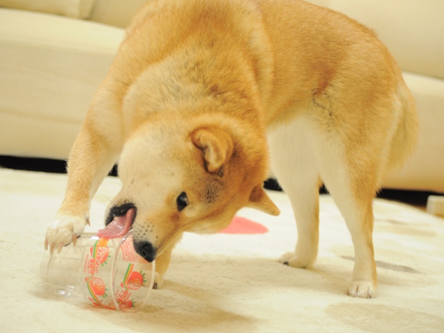 ペロペロぺロリ!_a0126590_22372366.jpg