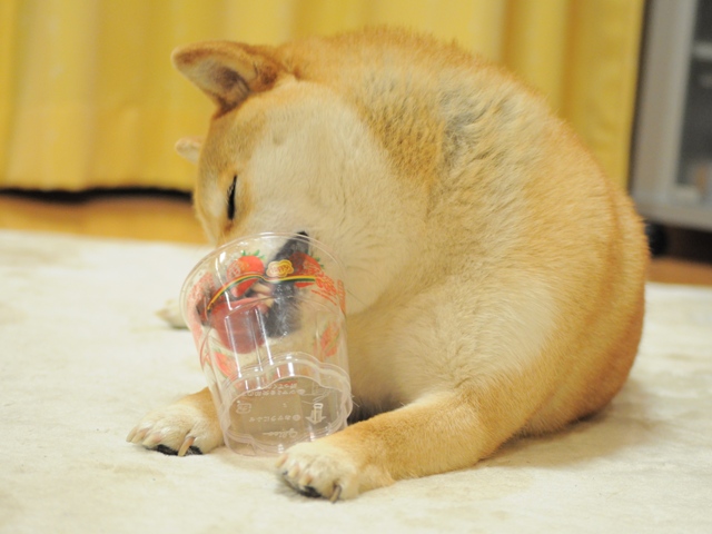ペロペロぺロリ!_a0126590_2238390.jpg