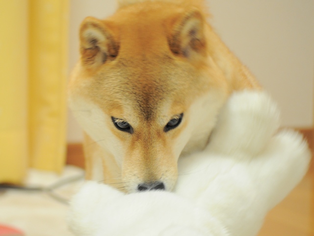 お遊びは筋力トレーニング_a0126590_2371357.jpg