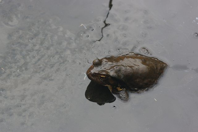 e0070891_17364827.jpg