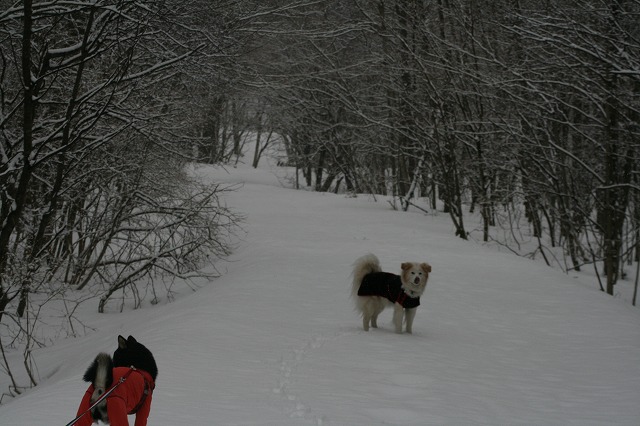 Pet宿.com　バスツアー　その３　/　PetYado.com Snow Bus Tour Part 3_a0032004_256442.jpg