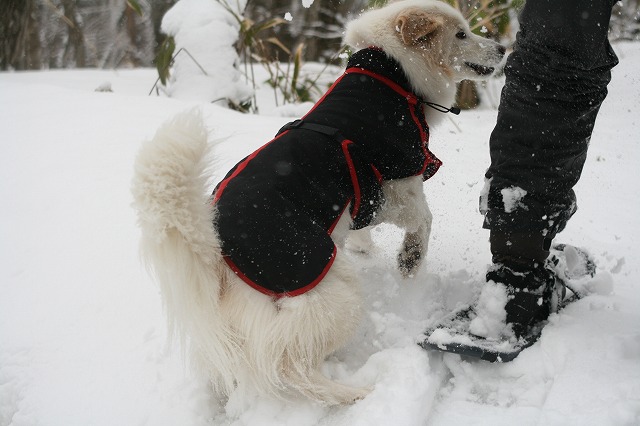 Pet宿.com　バスツアー　その３　/　PetYado.com Snow Bus Tour Part 3_a0032004_333492.jpg