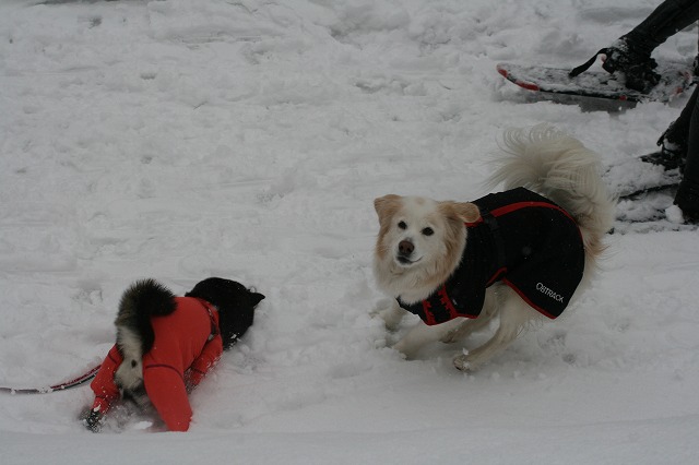 Pet宿.com　バスツアー　その３　/　PetYado.com Snow Bus Tour Part 3_a0032004_338869.jpg