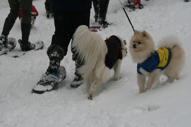 Pet宿.com　バスツアー　その３　/　PetYado.com Snow Bus Tour Part 3_a0032004_3431447.jpg