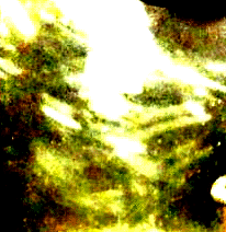 e0103408_12415588.gif