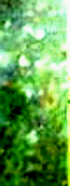 e0103408_1248495.gif