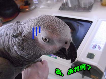 c0133013_16545671.jpg