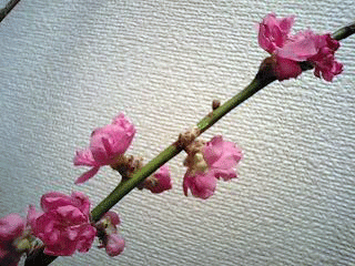 d0048332_1947269.gif