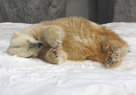 北海道で出会った動物_d0129249_031933.jpg