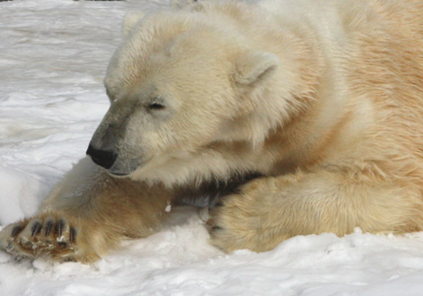 北海道で出会った動物_d0129249_033049.jpg