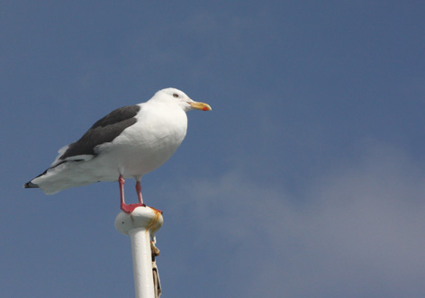 北海道で出会った動物_d0129249_05358.jpg