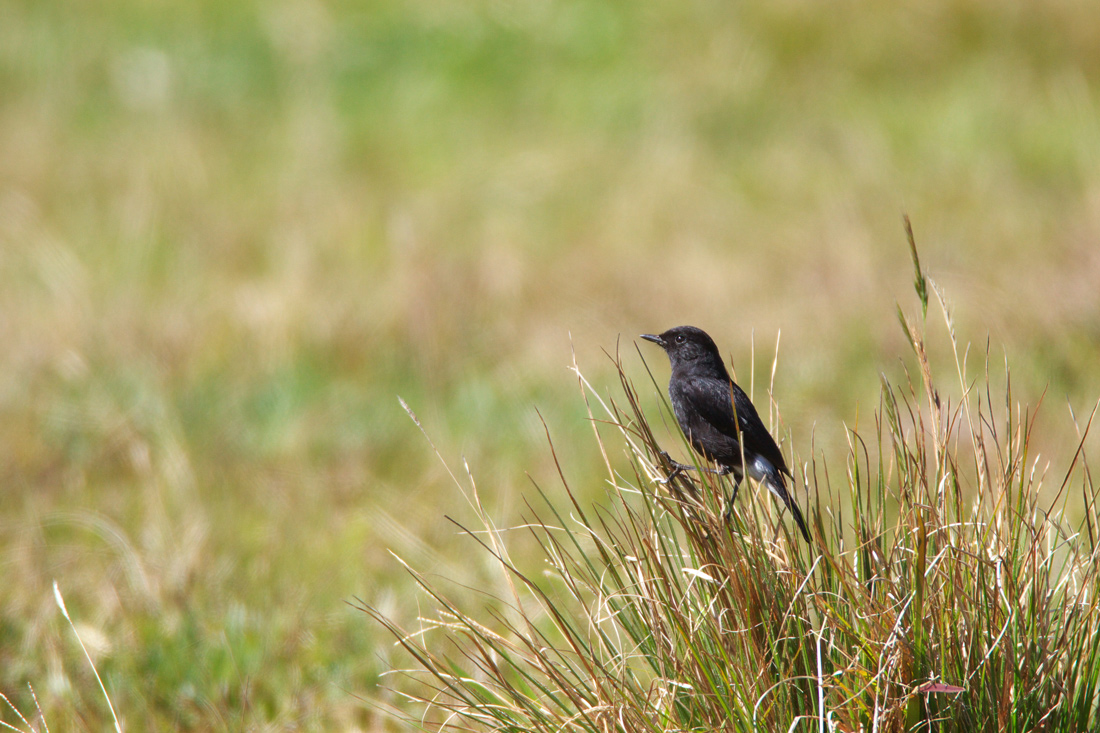 Sri Lanka　（スリランカ）探鳥3_d0013455_1553143.jpg