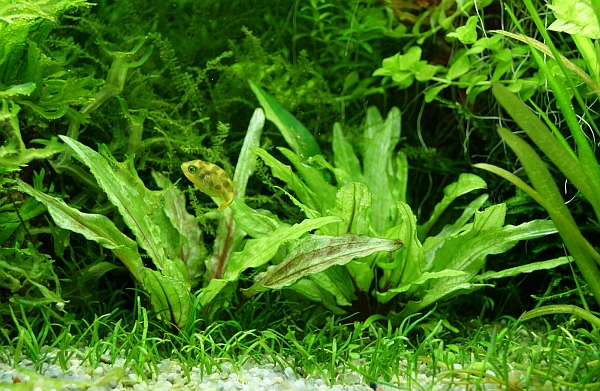 クリプトコリネ グリーン ゲッコー Aquatic Sipon クリプトコリネ グリーン ゲッコー Aquatic Sipon