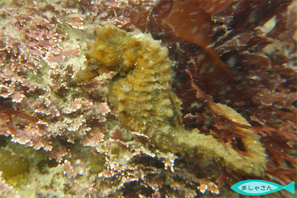 2010.03.03 Wed. 伊勢志摩_e0158261_8152326.jpg