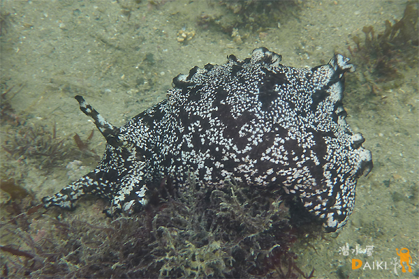 2010.03.03 Wed. 伊勢志摩_e0158261_8155929.jpg