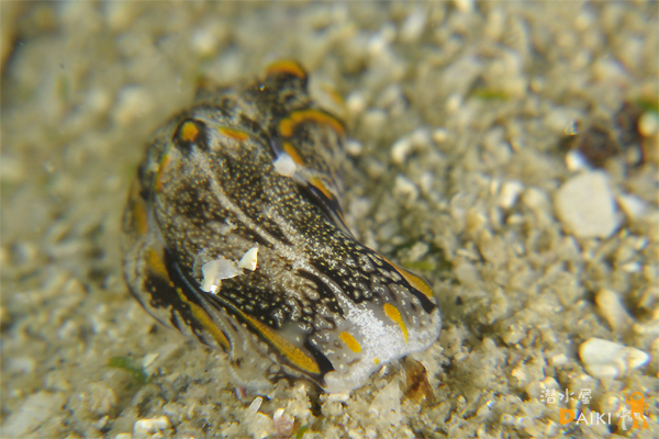 2010.03.03 Wed. 伊勢志摩_e0158261_8163389.jpg