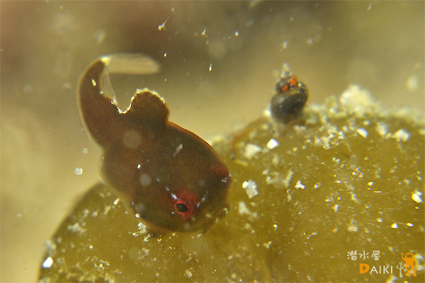 2010.03.03 Wed. 伊勢志摩_e0158261_8171010.jpg