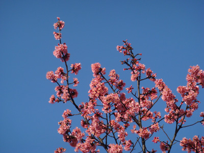 会社の近くの河津桜が咲きました。_b0112263_21331874.jpg