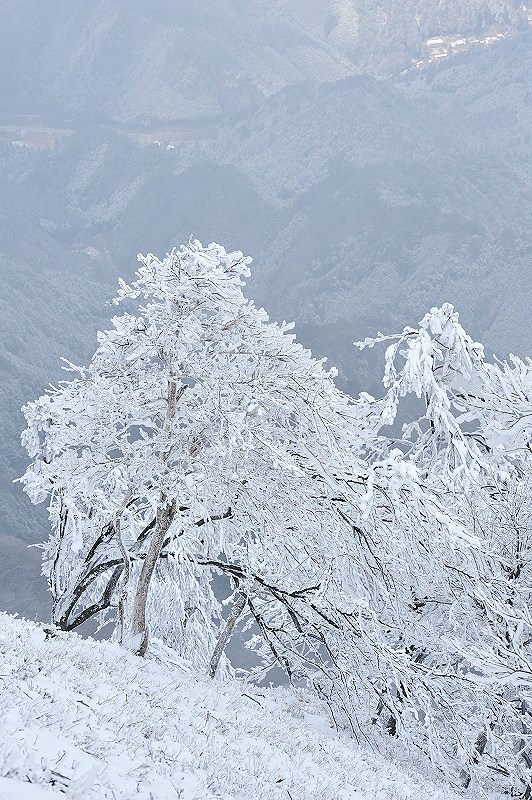 高見山の霧氷　（リベンジ編　２）_f0067667_65472.jpg