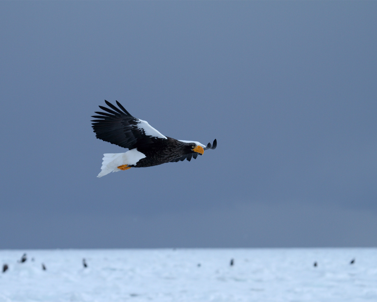 根室のオオワシ　Steller\'s sea eagle in Nemuro_f0105570_21324430.jpg