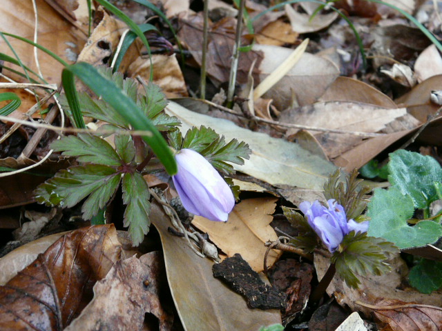 神代植物公園の花_e0145782_20481737.jpg