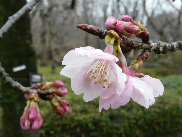 神代植物公園の花_e0145782_20493744.jpg