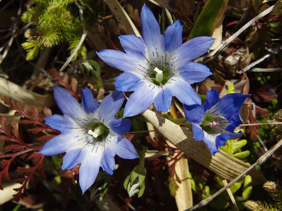 a0152692_219163.jpg