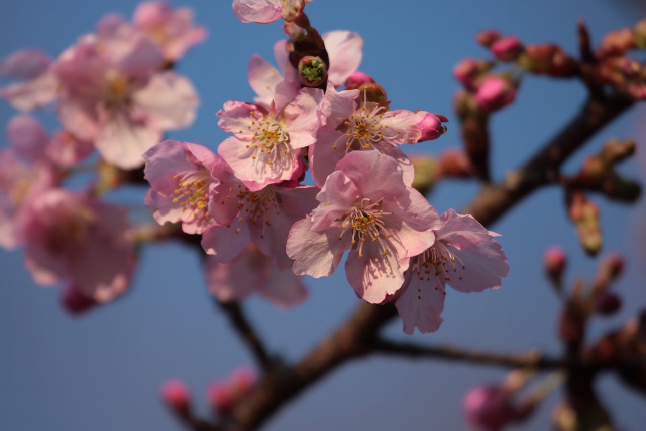 【2010年井の頭公園の河津桜特集】_e0167295_7125926.jpg