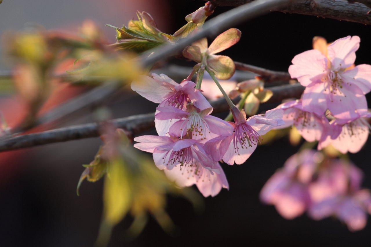 【2010年井の頭公園の河津桜特集】_e0167295_7132723.jpg