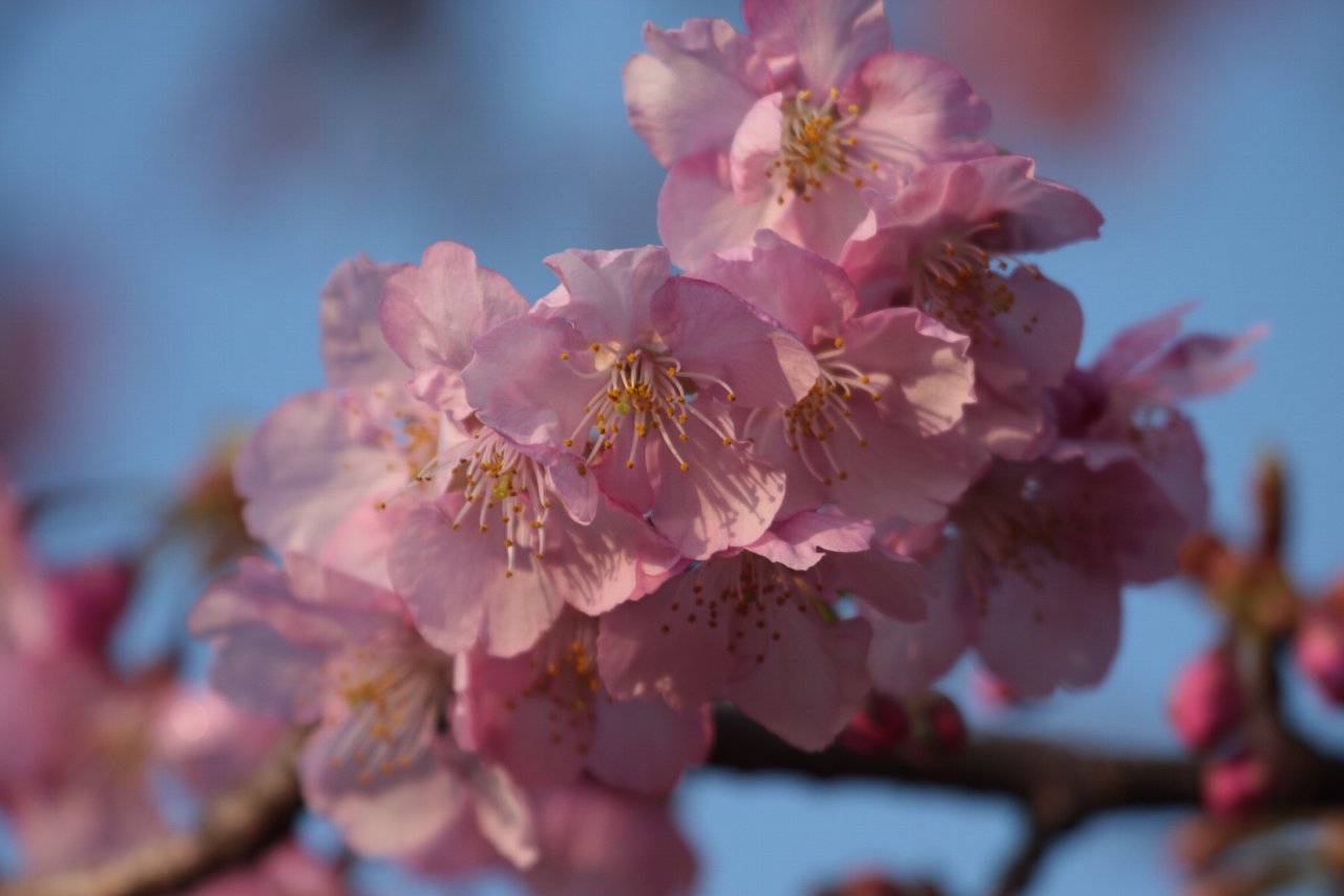 【2010年井の頭公園の河津桜特集】_e0167295_713656.jpg