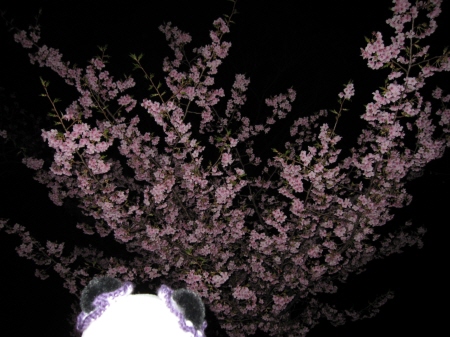 夜桜_f0033598_23192019.jpg