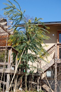 c0124100_17105467.jpg