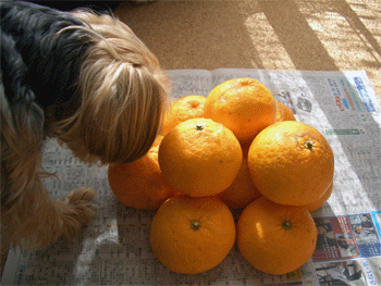 c0143711_20561343.gif
