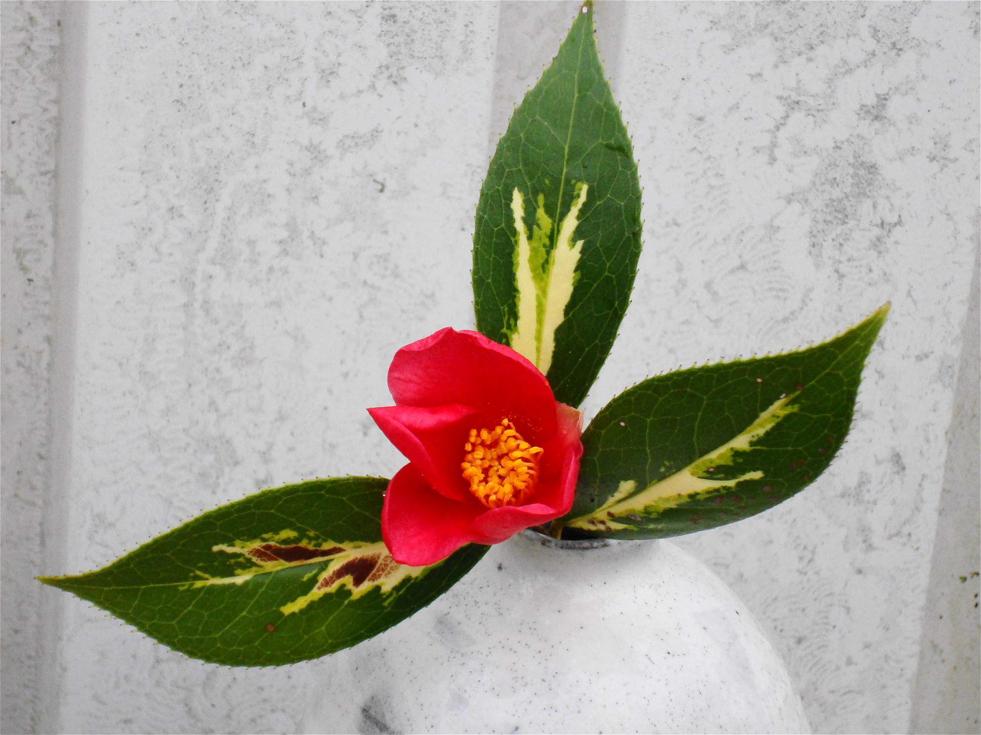 椿；金世界（キンセカイ） : 椿壽菴だより