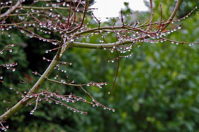 雨の日の桃_f0173817_16452839.jpg