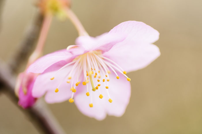 kawadu-sakura_e0077521_21351778.jpg