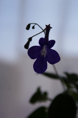 f0170524_1692151.jpg