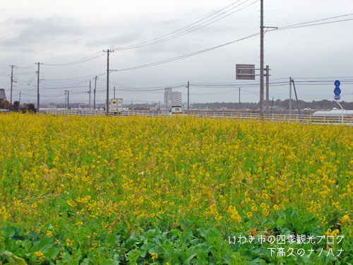 3月6日　下高久のナノハナ_f0105342_176268.jpg