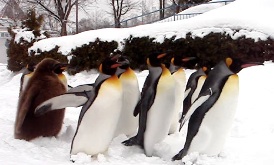 旭川に行ってきた：旭山動物園_b0087556_1701460.jpg