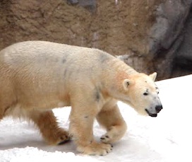 旭川に行ってきた：旭山動物園_b0087556_1761432.jpg