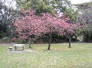 e0009760_9541540.jpg