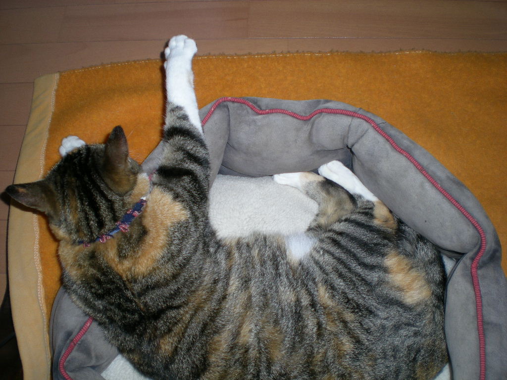 2010年3月6日(土)雨の日のモフモフバージョン!_f0060461_1014679.jpg