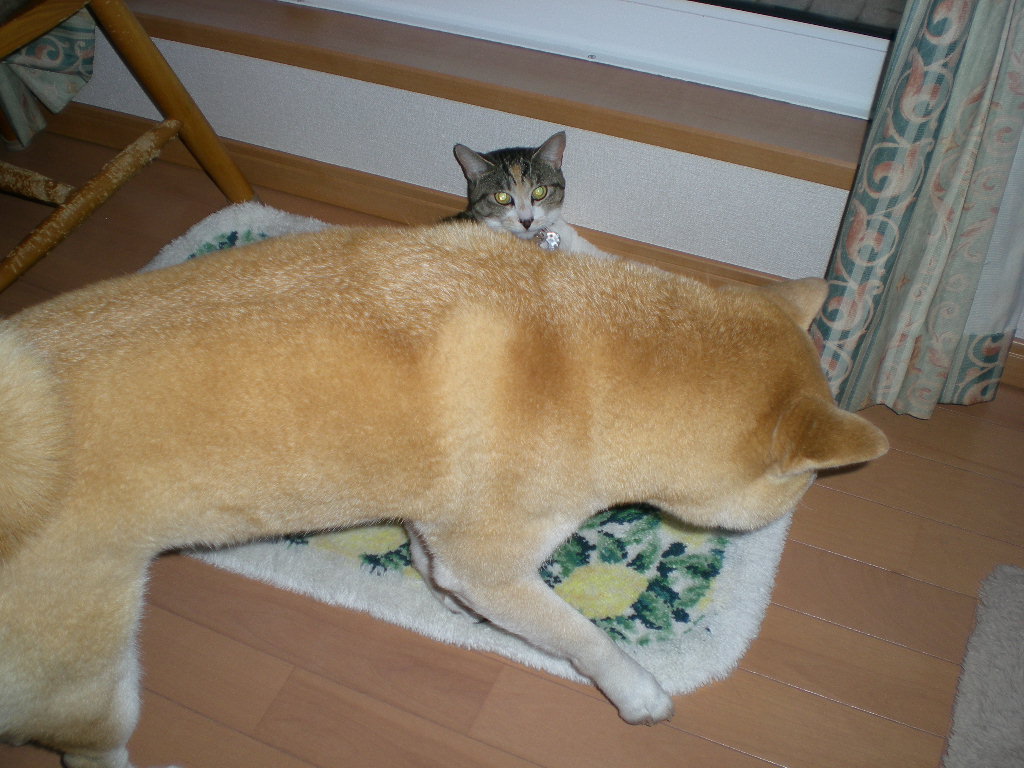 2010年3月6日(土)雨の日のモフモフバージョン!_f0060461_9531252.jpg