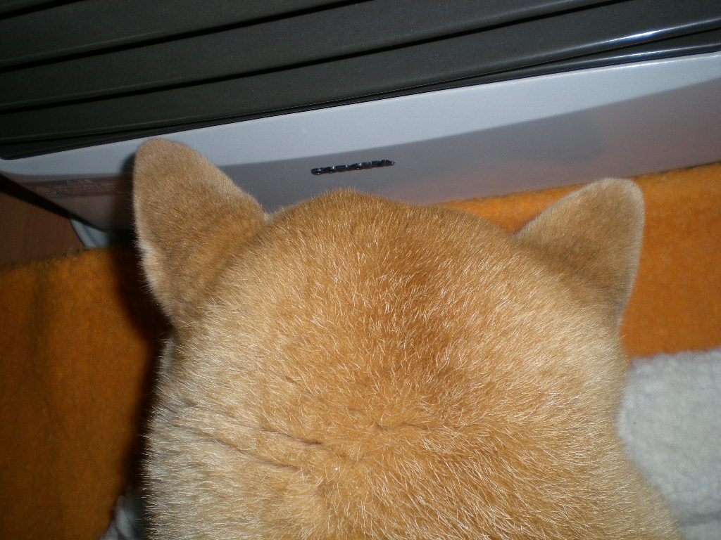 2010年3月6日(土)雨の日のモフモフバージョン!_f0060461_9575878.jpg