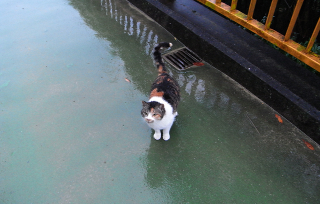 短歌な雨の濡れ猫_b0145164_21465324.jpg