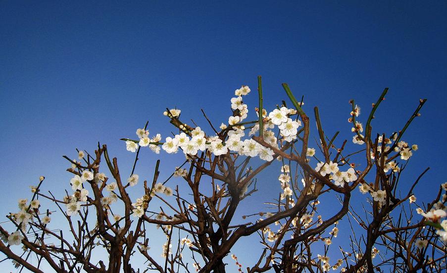 白梅の花が青空いっぱいに_a0107574_18271342.jpg