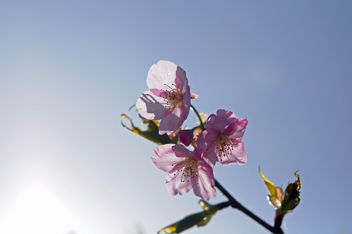 河津桜_c0120376_91123.jpg