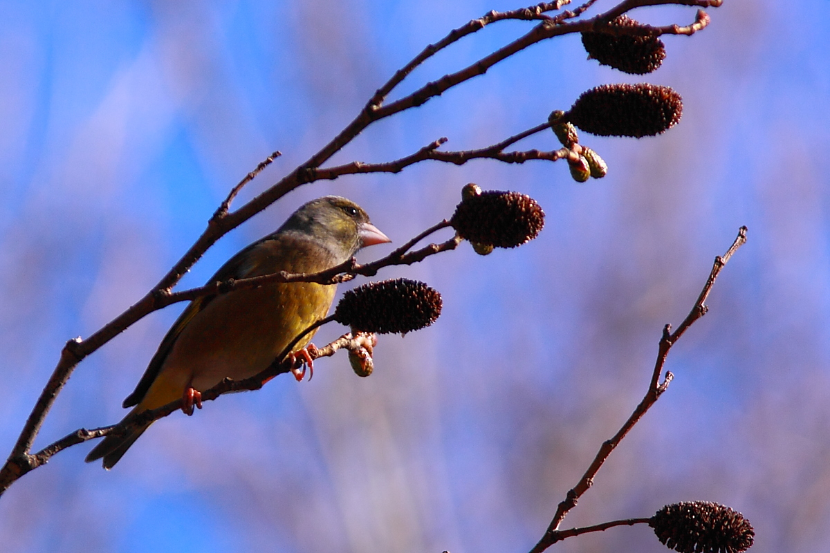 BIRDER　～カワラヒワ_f0057178_9203724.jpg